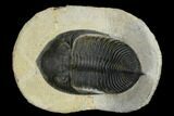 Bargain, Zlichovaspis Trilobite - Atchana, Morocco #119644-1